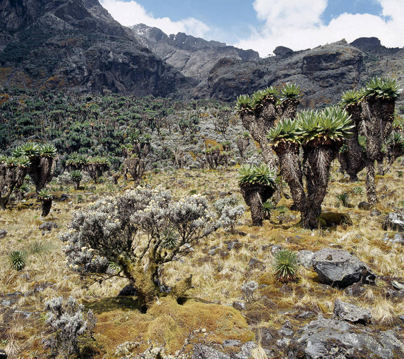 无人,横图,非洲,乌干达,苔藓,摄影,彩图