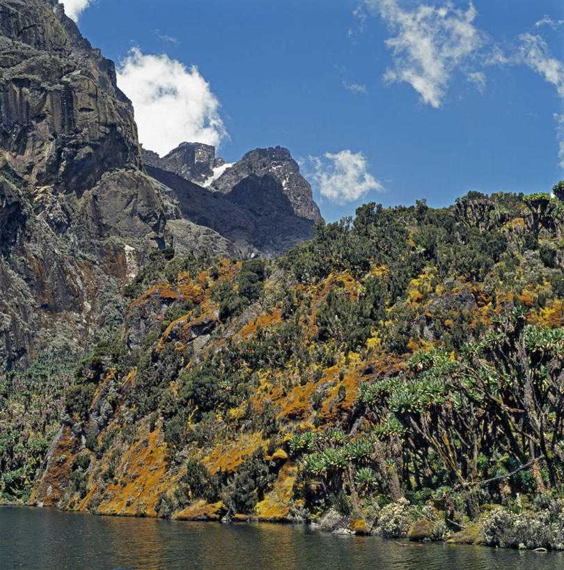 无人,竖图,非洲,乌干达,苔藓,摄影,彩图