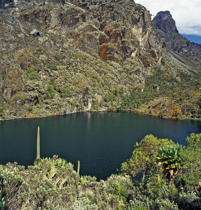 无人,竖图,非洲,乌干达,苔藓,摄影,彩图