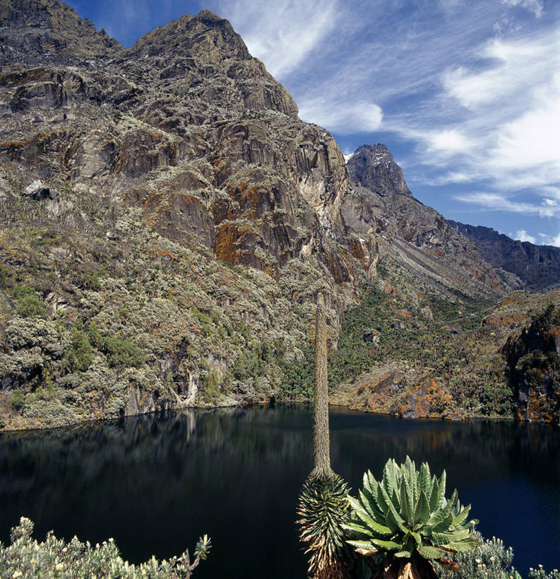 无人,竖图,非洲,乌干达,苔藓,摄影,彩图,半边莲属