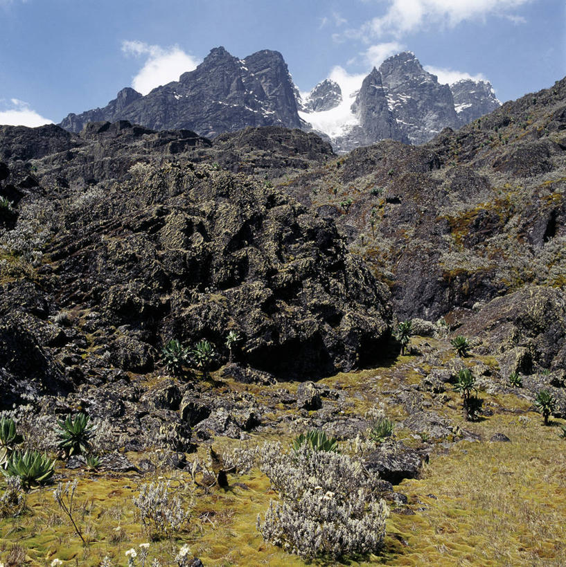 无人,竖图,非洲,乌干达,苔藓,摄影,彩图