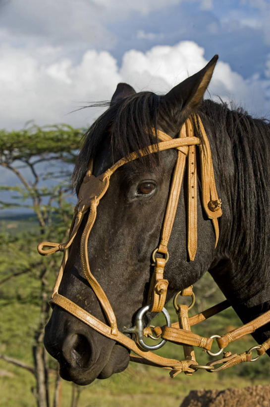 无人,竖图,马,非洲,肯尼亚,骑马,摄影,部分,彩图,旅行