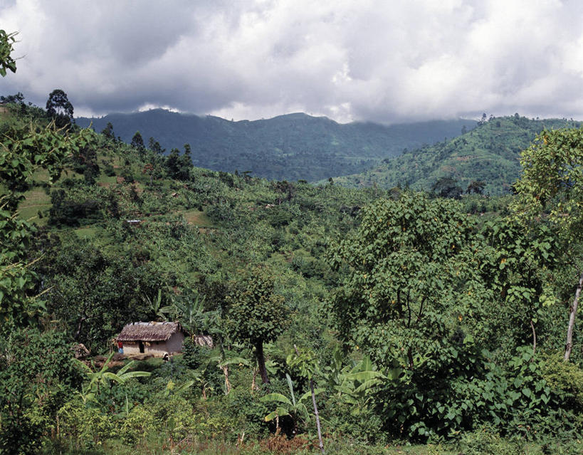 无人,农场,横图,室外,农业,香蕉,非洲,乌干达,地形,乡村,香蕉树,风景,社区,摄影,凤凰木,彩图