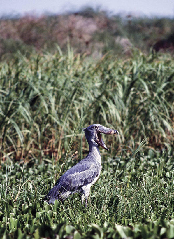 无人,站,竖图,芦苇,野生动物,非洲,乌干达,鸟类,摄影,肖像,靴嘴鹳,濒危物种,彩图