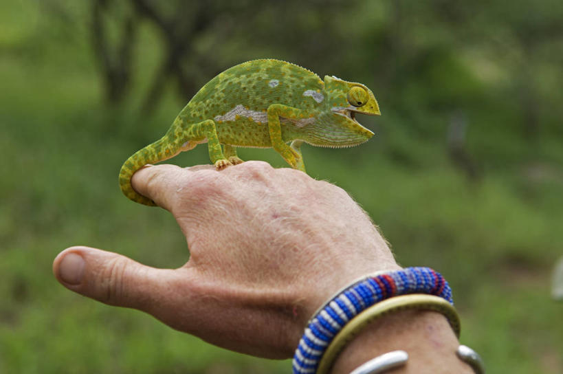 一个人,横图,旅游,度假,变色龙,野生动物,蜥蜴,非洲,肯尼亚,鬣蜥,娱乐,绿色,动物,享受,休闲,放松,摄影,生态,考古学,石龙子,泉龙,猪婆蛇,四脚蛇,蜴,彩图,旅行