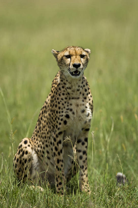 无人,竖图,哺乳动物,野生动物,非洲,肯尼亚,捕食,动物,摄影,考古学,猎豹,彩图,旅行,马赛马拉国家保护区