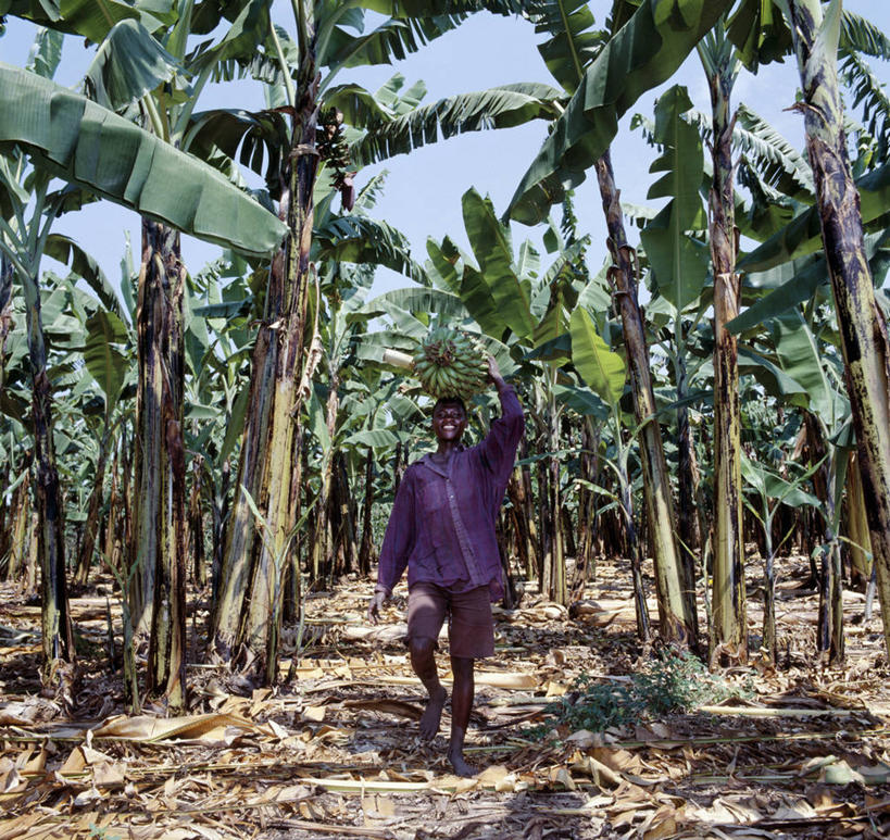 一个人,农民,微笑,竖图,室外,采摘,香蕉,水果,非洲,乌干达,工人,职业,摄影,货运,清新,运送,种植园,员工,彩图,匠人,劳动者,体力工