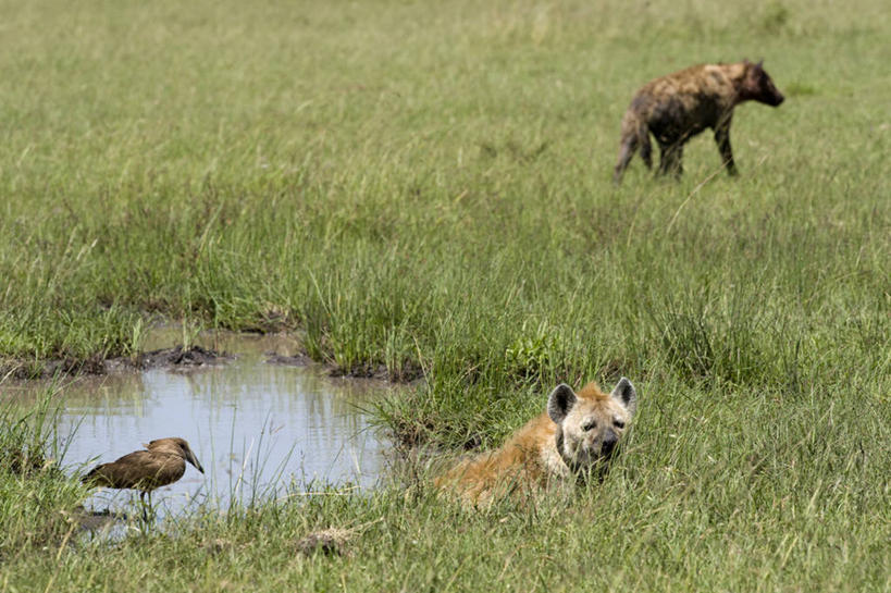 一个人,农民,微笑,竖图,室外,采摘,香蕉,水果,非洲,乌干达,工人,职业,摄影,货运,清新,运送,种植园,员工,彩图,匠人,劳动者,体力工