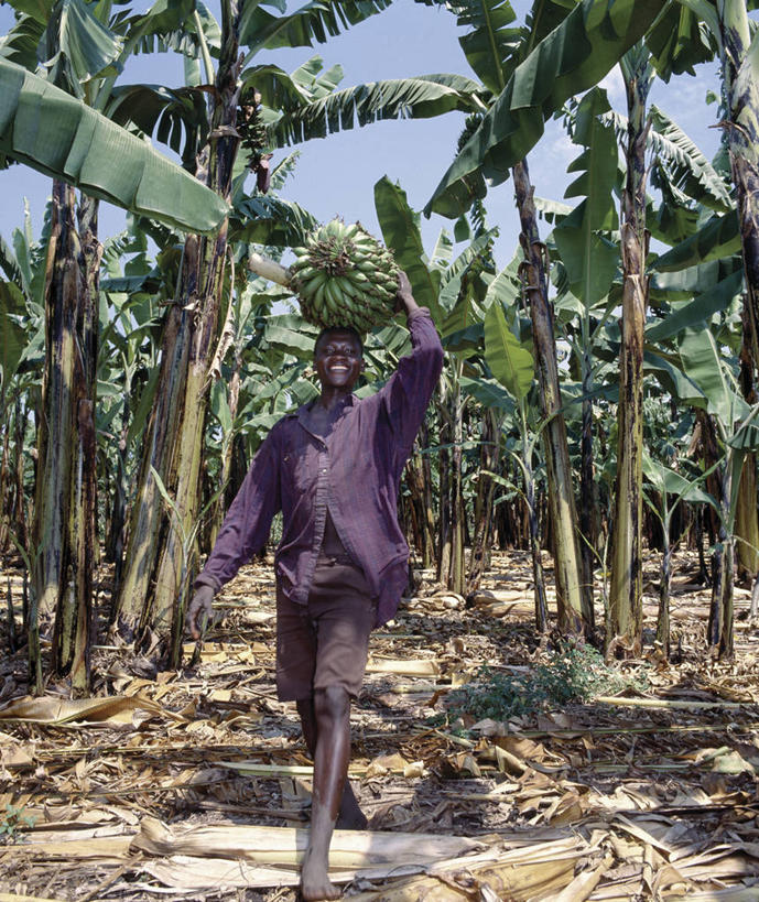 一个人,农民,微笑,竖图,室外,采摘,香蕉,水果,非洲,乌干达,工人,职业,摄影,货运,清新,运送,种植园,员工,彩图,匠人,劳动者,体力工