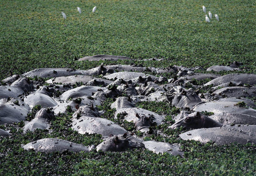 无人,横图,室外,聚会,安全,哺乳动物,河马,野生动物,非洲,乌干达,聚餐,动物,保险箱,放松,摄影,酷,鲁文佐里山国家公园,休闲活动,彩图