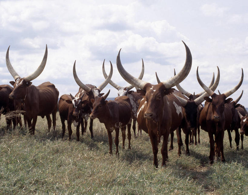 牛奶,无人,横图,农业,牛,非洲,乌干达,牛肉,饮料,红色,家畜,摄影,牲畜,奶制品,母牛,德克萨斯长角牛,彩图