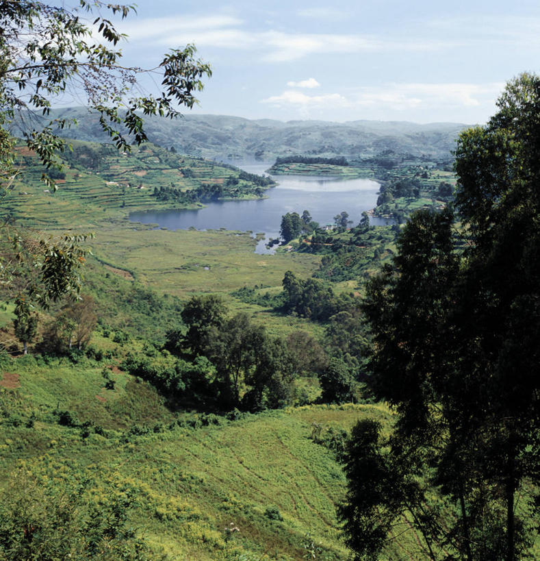 无人,农场,竖图,室外,农业,梯田,农作物,湖,非洲,乌干达,田地,摄影,彩图