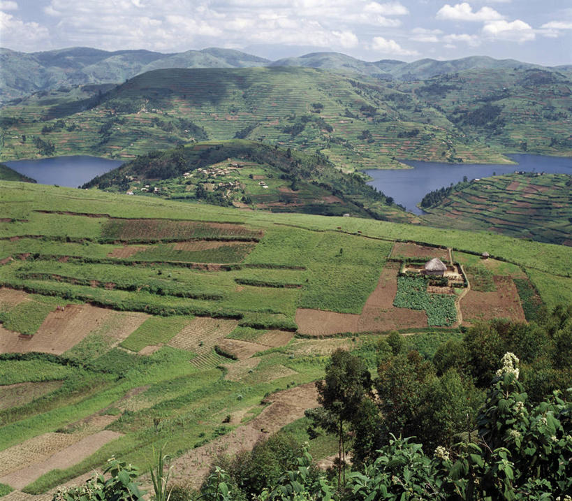 无人,农场,竖图,室外,农业,梯田,农作物,湖,非洲,乌干达,田地,摄影,彩图