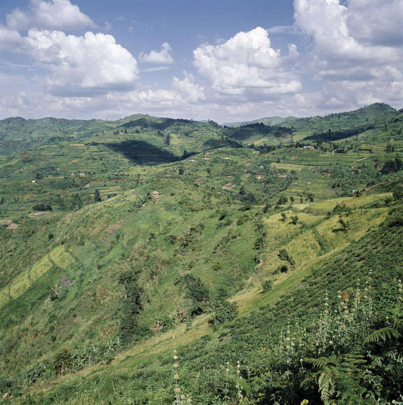 无人,农场,竖图,室外,农业,梯田,农作物,山,山脉,香蕉,非洲,乌干达,地形,田地,转,摄影,彩图