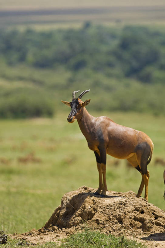 无人,横图,哺乳动物,野生动物,非洲,肯尼亚,羚羊,动物,摄影,食草动物,观看,考古学,机敏,转角牛羚,彩图,旅行,马赛马拉国家保护区