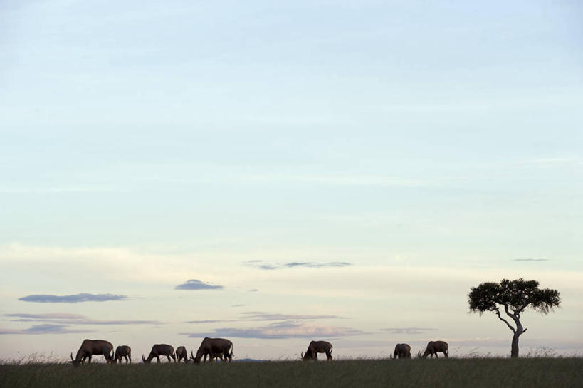 无人,横图,哺乳动物,野生动物,非洲,肯尼亚,羚羊,动物,平原,摄影,食草动物,考古学,转角牛羚,彩图,旅行,马赛马拉国家保护区