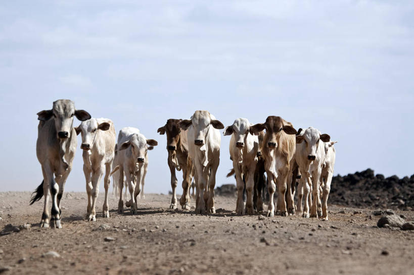 儿童,两个人,兄弟,公园,竖图,黑白,纯洁,牛,非洲,肯尼亚,社区,可爱,童年,童趣,摄影,国家公园,童真,烂漫,无邪,母牛,阿非利加洲,肯尼亚共和国,马萨比特国家公园,天真,男孩,男性,彩图,旅行,传统文化