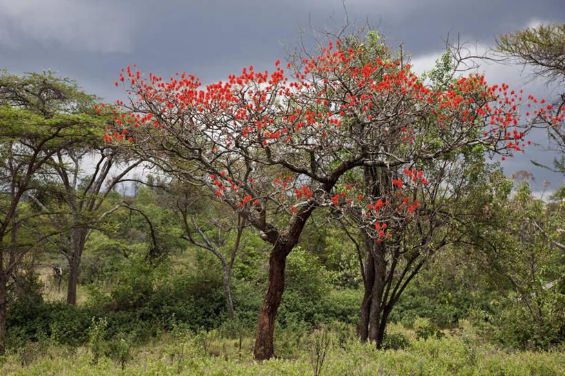 无人,横图,非洲,肯尼亚,花朵,树,红色,自然,摄影,凤凰木,彩图,旅行