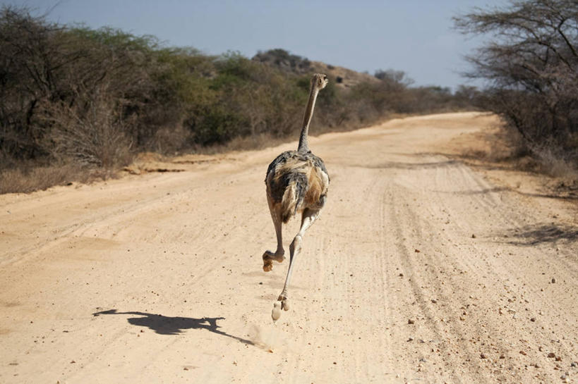 儿童,成年人,一个人,竖图,骄傲,珠宝,非洲,肯尼亚,珠子,躯干,摄影,肖像,耳饰,男孩,男人,彩图,传统服装,旅行,传统文化