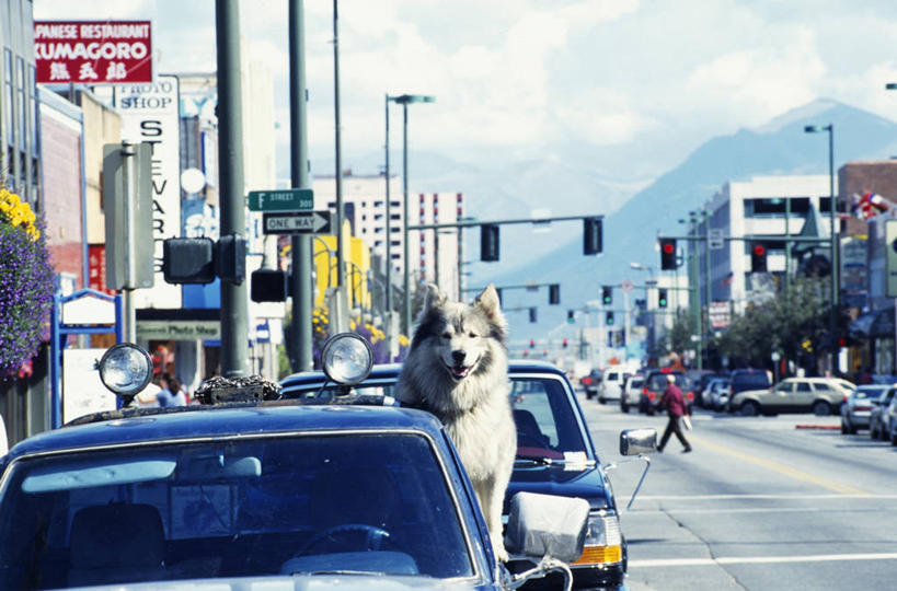 横图,室外,山,山脉,城市,街道,卡车,路,汽车,狗,美国,云,城镇,动物,发动机,摄影,雪橇犬,安克雷奇,彩图