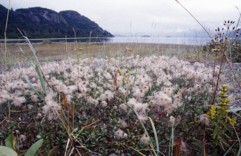 无人,横图,室外,植物,美国,花,寒冷,摄影,气候,国家公园,冰河湾国家公园,彩图
