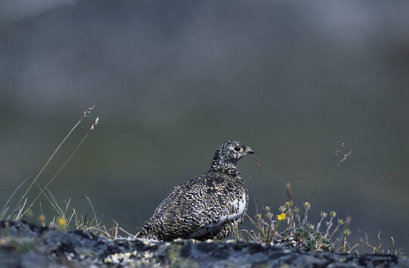 无人,坐,横图,室外,旅游,度假,美景,美国,鸟类,景观,娱乐,自然,享受,休闲,景色,放松,摄影,自然风光,雷鸟,彩图