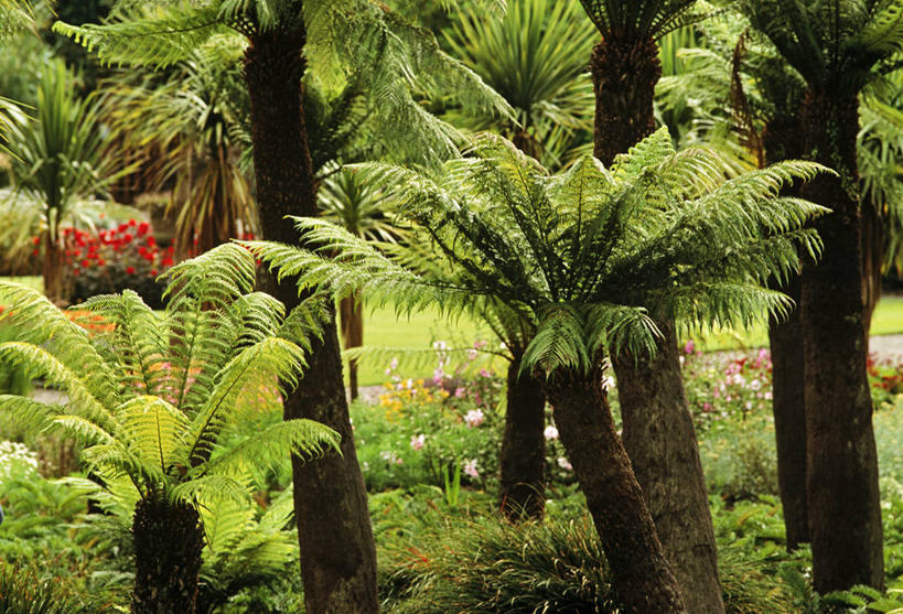 无人,横图,植物,英国,欧洲,欧盟,苏格兰,摄影,彩图,旅行