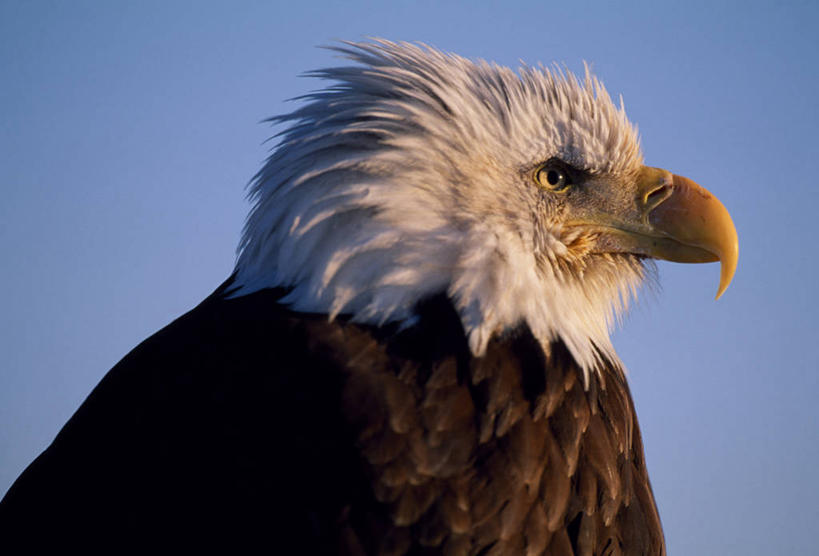 无人,竖图,羽毛,美国,捕食,白色,摄影,白头鹰,喙,老鹰,彩图,风帽