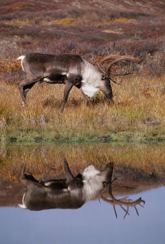 无人,竖图,室外,哺乳动物,狼,野生动物,美国,捕食,动物,摄影,国家公园,灰狼,彩图