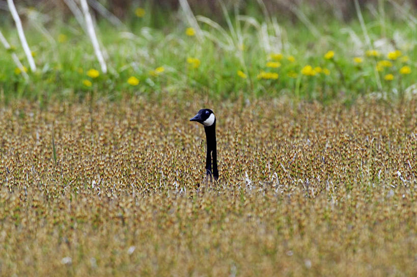 无人,横图,室外,鹅,野生动物,美国,鸟类,动物,春天,季节,摄影,北美,喙,加拿大黑雁,濒危物种,彩图,动物行为