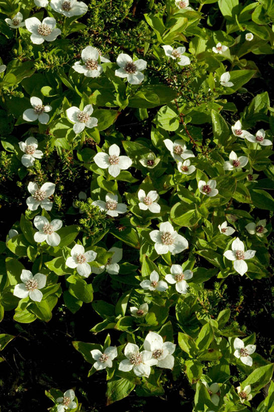 无人,竖图,室外,植物,美国,昆虫,野花,草药,药草,中药,自然,摄影,环境,北美,药材,中草药,陷阱,中药材,本草,潘塔纳尔湿地,茅膏菜,毛毡苔,彩图