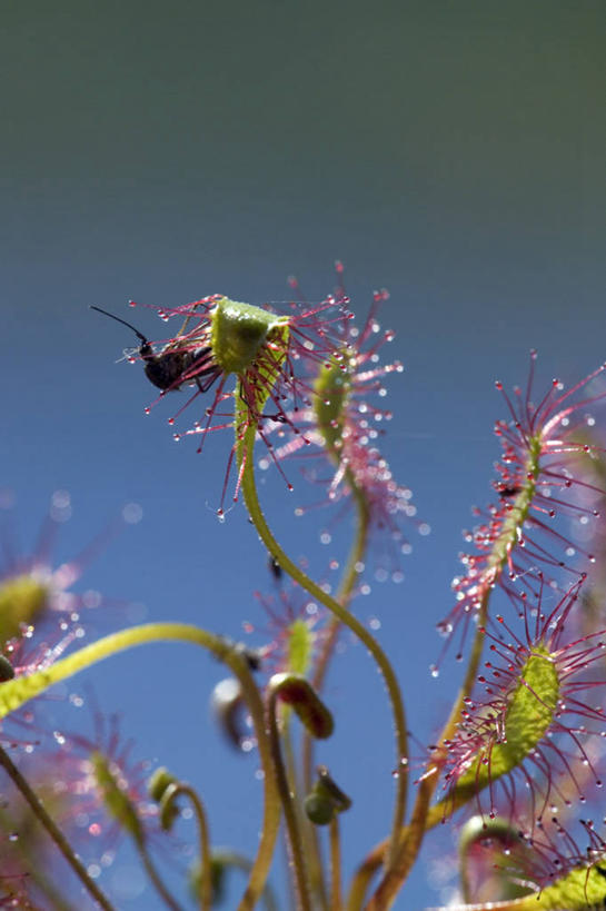 无人,竖图,室外,植物,美国,昆虫,野花,草药,药草,中药,自然,摄影,环境,北美,药材,中草药,陷阱,中药材,本草,潘塔纳尔湿地,茅膏菜,毛毡苔,彩图