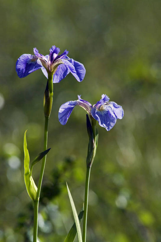 无人,竖图,植物,美国,野花,花,蓝色,自然,摄影,环境,北美,鸢尾,彩图