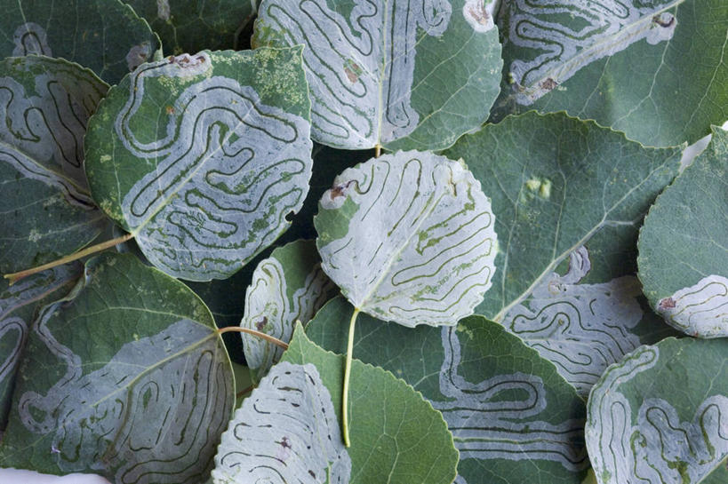 无人,横图,室外,叶子,美国,昆虫,树,动物,摄影,白杨树,北美,蛾,幼虫,白杨,美洲白杨,大叶杨,彩图,颤杨,冲天杨,响杨,阿拉斯加山脉