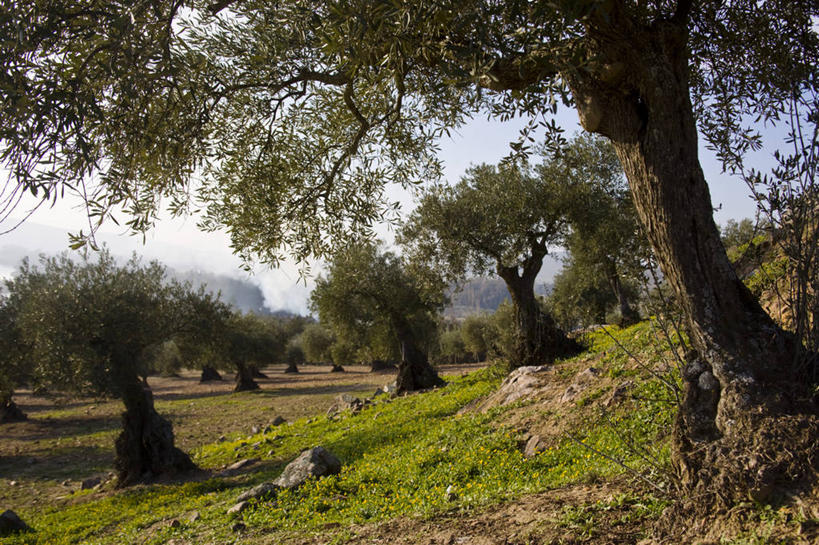 无人,横图,室外,野生动物,美国,鸟类,动物,春天,摄影,北美,彩图,太平洋潜鸟,繁殖季节,动物学,阿拉斯加山脉