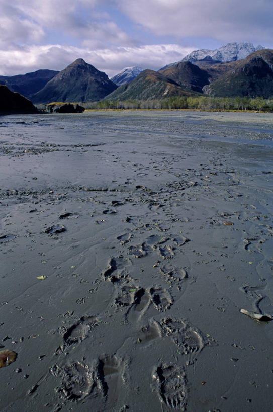 无人,跳,横图,海洋,水,哺乳动物,野生动物,美国,动物,摄影,鲸,太平洋,鲸类,驼背鲸,亚历山大群岛,彩图