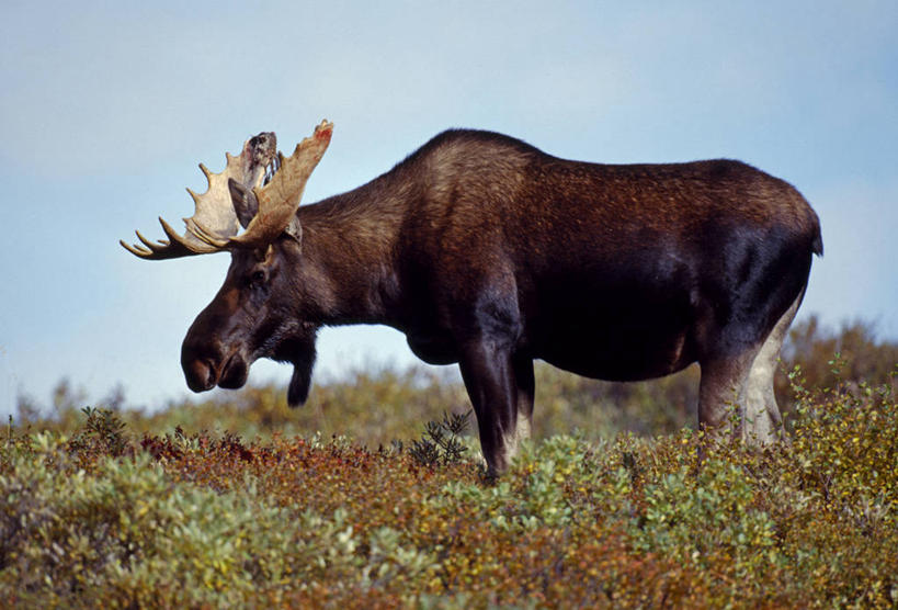 无人,跳,横图,海洋,水,哺乳动物,野生动物,美国,动物,摄影,鲸,太平洋,鲸类,驼背鲸,亚历山大群岛,彩图
