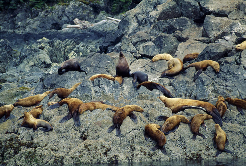 无人,跳,横图,海洋,水,哺乳动物,野生动物,美国,动物,摄影,鲸,太平洋,鲸类,驼背鲸,亚历山大群岛,彩图