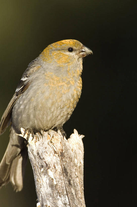 无人,竖图,室外,野生动物,美国,鸟类,自然,动物,摄影,北美,蜡嘴鸟,松雀,彩图,动物学,阿拉斯加山脉