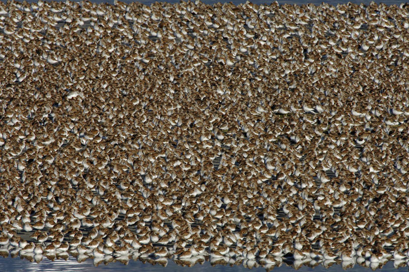 无人,横图,室外,野生动物,美国,起飞,鸟类,沙子,数字,飞,动物,春天,季节,摄影,迁徙,北美,滩涂,矶鹞,迷惑,黑腹滨鹬,海滩,彩图,动物学