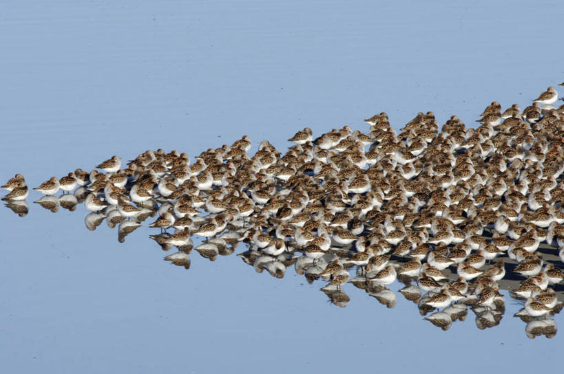 无人,横图,室外,野生动物,美国,鸟类,数字,动物,春天,季节,摄影,迁徙,北美,滩涂,矶鹞,黑腹滨鹬,海滩,彩图,动物学