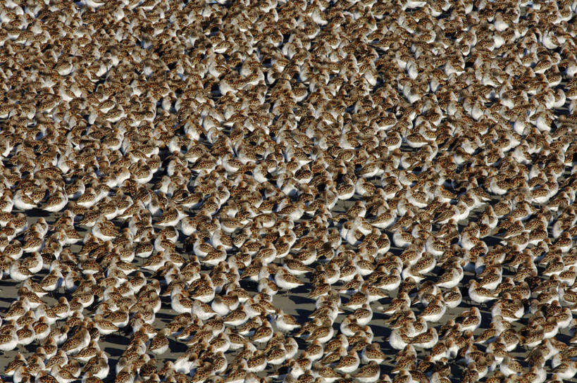 无人,横图,室外,野生动物,美国,鸟类,数字,动物,春天,季节,摄影,迁徙,北美,滩涂,矶鹞,黑腹滨鹬,海滩,彩图,动物学