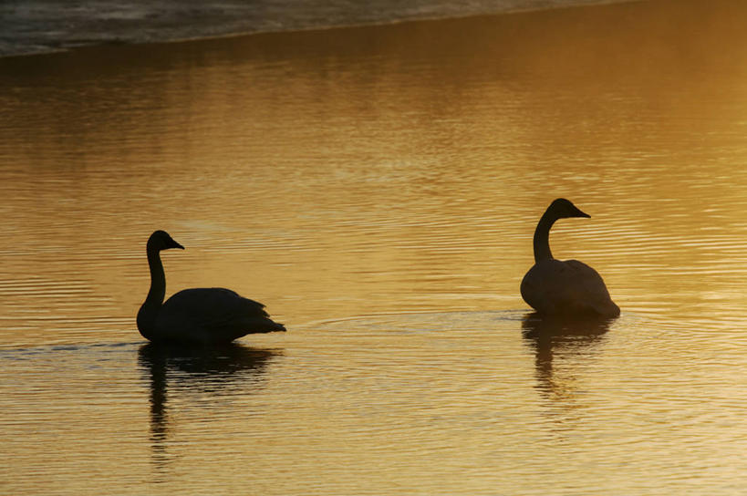 成年人,一个人,横图,室外,秘鲁,仅一个女性,放牧,高处,南美,摄影,拉丁美洲,印第安人,牧人,安地斯山脉,女人,绵羊,彩图,传统服装,旅行,传统文化