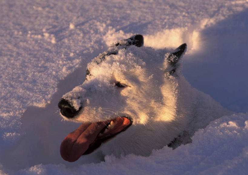 无人,横图,室外,雪,宠物,狗,美国,洞,冬天,白色,动物,摄影,北美,北美洲,雪橇犬,美洲,阿拉斯加,阿拉斯加州,北亚美利加洲,亚美利加洲,最后的边疆,午夜阳光之地,基奈半岛,彩图,美利坚合众国,基奈,动物学