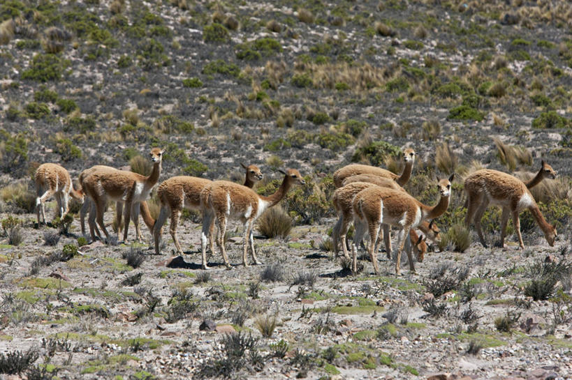 划船,无人,横图,室外,旅游,湖,船,芦苇,秘鲁,行人,游客,游人,漂浮,岛,路人,旅客,交通工具,南美,摄影,桨,舟,拉丁美洲,载具,普诺,的的喀喀湖,过客,彩图,旅行,传统文化,双体船