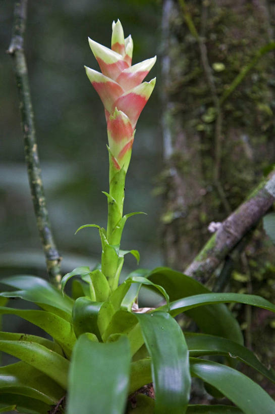无人,竖图,玉米,秘鲁,食品,黑色,南美,摄影,比萨,拉丁美洲,彩图,旅行