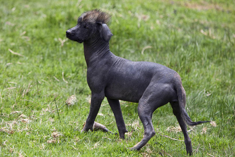 无人,横图,室外,野生动物,亚马逊河,秘鲁,鸟类,树,南美,摄影,拉丁美洲,热带雨林,彩图,旅行,林区,雨林