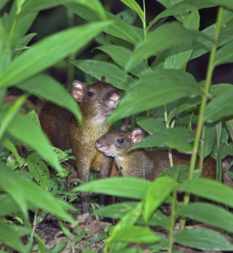 儿童,成年人,老年人,无人,微笑,横图,室外,快乐,纺织品,亚马逊河,秘鲁,束发带,衣服,南美,摄影,拉丁美洲,老年男性,男孩,男人,男性,彩图,旅行,秘鲁人