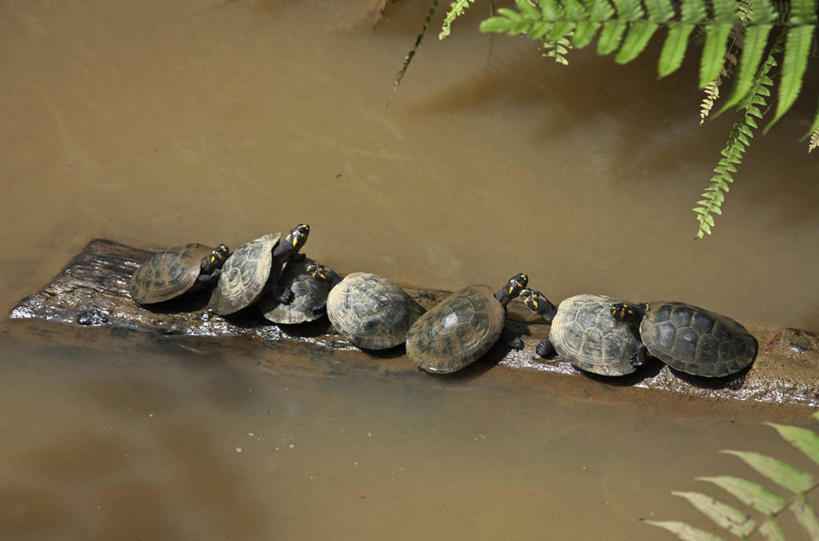 儿童,成年人,老年人,无人,微笑,横图,室外,快乐,纺织品,亚马逊河,秘鲁,束发带,衣服,南美,摄影,拉丁美洲,老年男性,男孩,男人,男性,彩图,旅行,秘鲁人