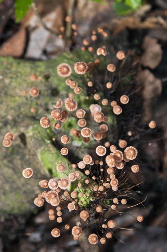 无人,竖图,彩色,室外,旅游,吊床,亚马逊河,秘鲁,行人,游客,游人,路人,旅客,树,南美,放松,摄影,五颜六色,色彩斑斓,拉丁美洲,五彩缤纷,五彩斑斓,五光十色,过客,彩图,旅行